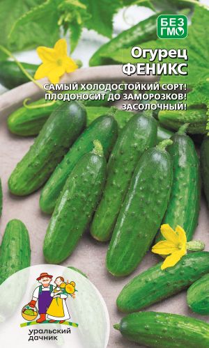 Огурец ФЕНИКС — Самый холодостойкий сорт! Плодоносит до заморозков! Засолочный!
