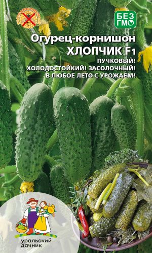 Огурец ХЛОПЧИК F1 — Пучковый! Холодостойкий! Засолочный! В любое лето с урожаем!