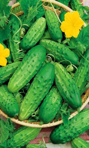 Огурец НЕЖИНСКИЙ — Добрый гость из Царской Руси! Превосходный вкус который был во время правления Романовых! Огромный урожай! Засухоустойчивый!