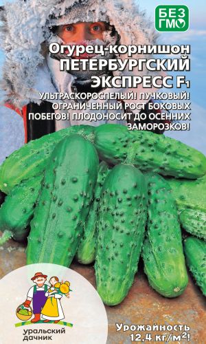 Огурец ПЕТЕРБУРГСКИЙ ЭКСПРЕСС F1 — Ультраскороспелый! Пучковый! Ограниченный рост боковых побегов! Плодоносит до осенних заморозков!
