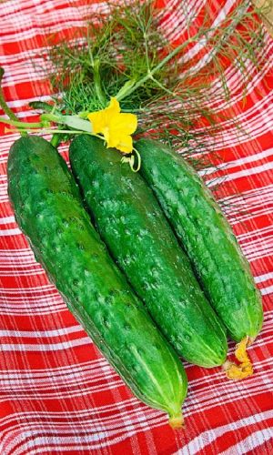 Огурец РЕЗАСТР — Стабильная урожайность, хорошие вкусовые качества плодов, длительность сохранения товарного вида зеленца!