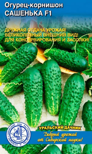 Огурец САШЕНЬКА F1 — Селекция СибНИИРС! Дружная отдача урожая! Великолепный внешний вид! Для консервирования и засолки!