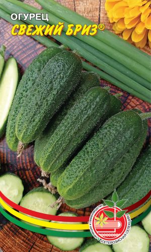 Огурец СВЕЖИЙ БРИЗ — Устойчивость к оливковой пятнистости! Высокие вкусовые и засолочные качества!